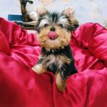 Yorkshire terrier